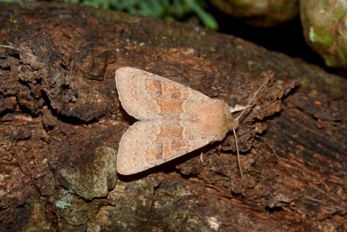 Orthosia miniosa
