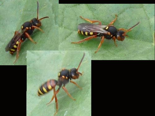 Nomada sp.