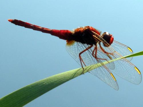 Crocothemis erythraea