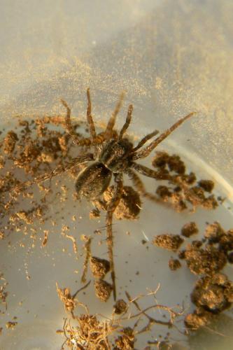 Pardosa sp.