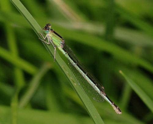 Ischnura pumilio