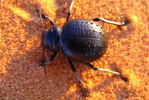 Pimelia sp.