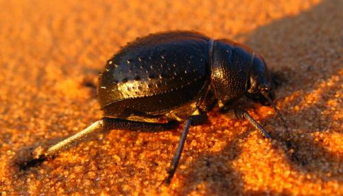 Pimelia sp.