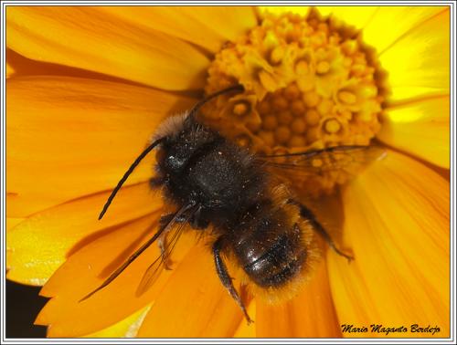 Osmia cornuta