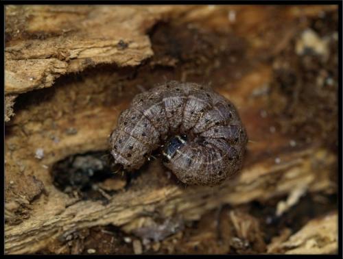 Réf. 67 125 : Apamea epomidion