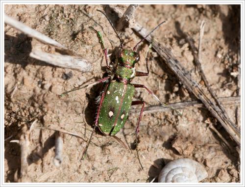 Cicindela campestris