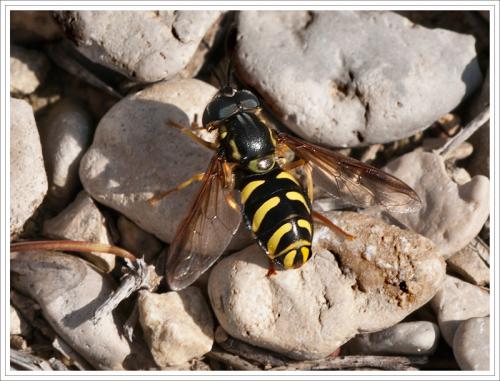 Réf. 67 107 : Chrysotoxum intermedium