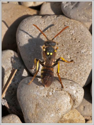 Nomada sp.