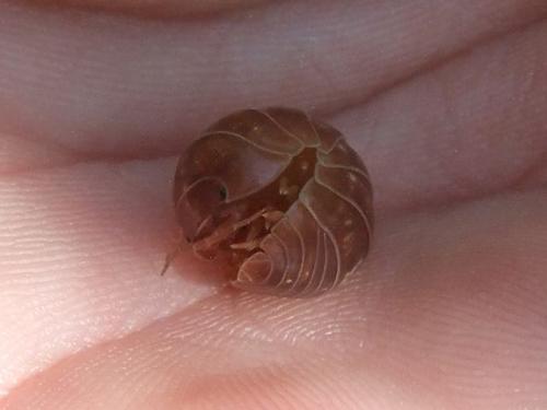 Armadillidium sp.