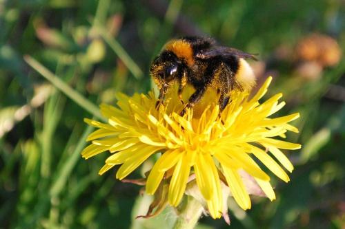 Bombus sp.