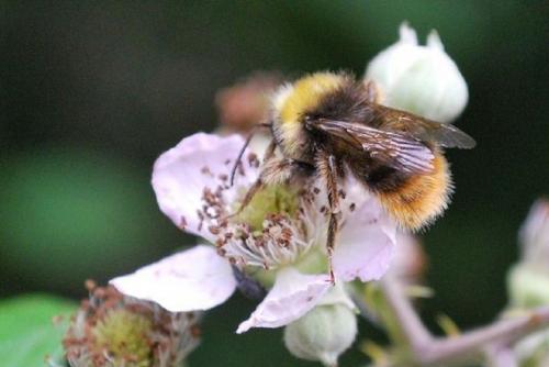 Bombus sp.