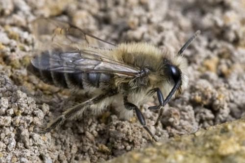 Réf. 67 763 : Colletes cunicularius
