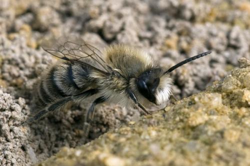 Réf. 67 777 : Colletes cunicularius
