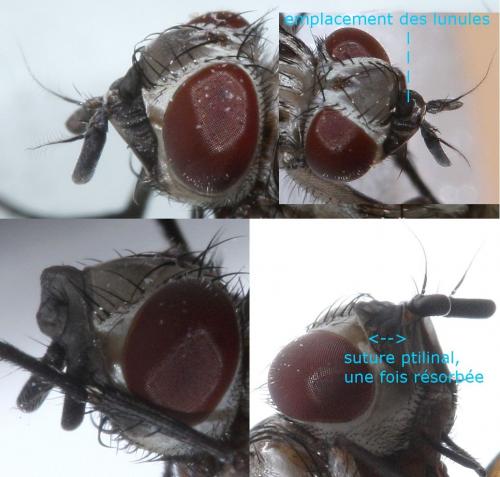 Réf. 67 546 : Phaonia trimaculata