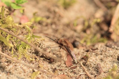 Bombylius major