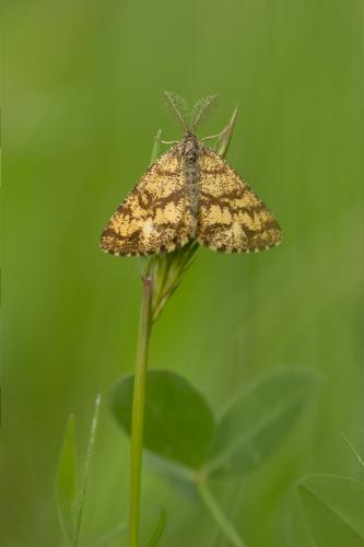Ematurga atomaria