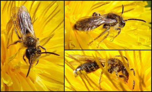 Réf. 67 973 : Andrena sp.