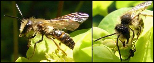 Réf. 67 974 : Andrena sp.
