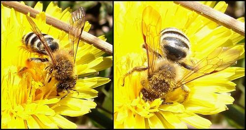 Réf. 67 922 : Andrena gravida