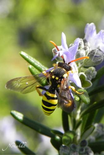 Nomada (goodeniana-succincta)