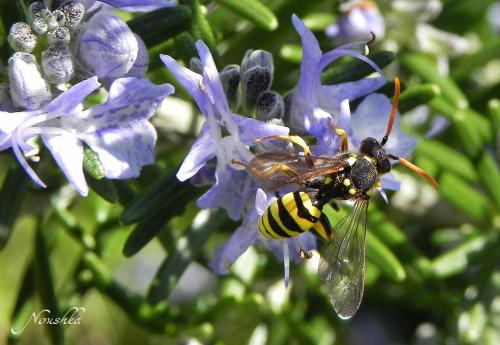 Nomada (goodeniana-succincta)