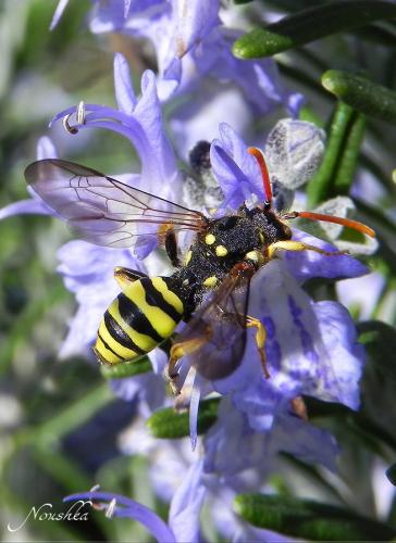 Réf. 67 430 : Nomada (goodeniana-succincta)