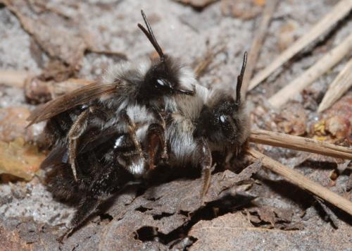 Andrena vaga
