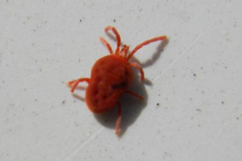 Allothrombium sp.