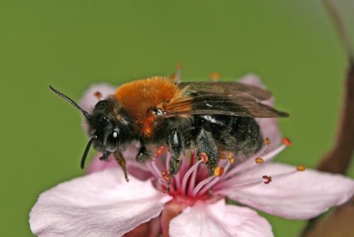 Réf. 67 280 : Andrena thoracica