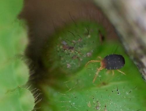 Bryobia sp.