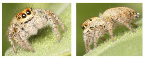 Carrhotus xanthogramma