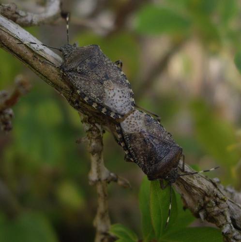 Rhaphigaster nebulosa