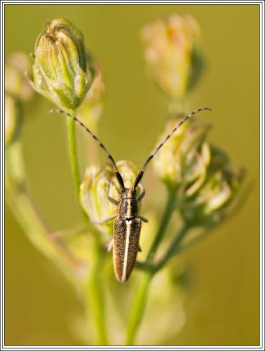 Agapanthia sp.