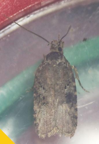 Agonopterix propinquella