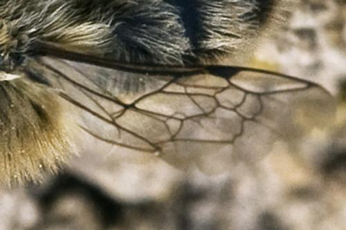 Colletes cunicularius