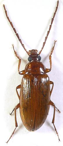 Réf. 67 211 : Gonodera luperus