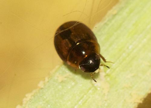 Anacaena sp.