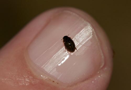 Anacaena sp.