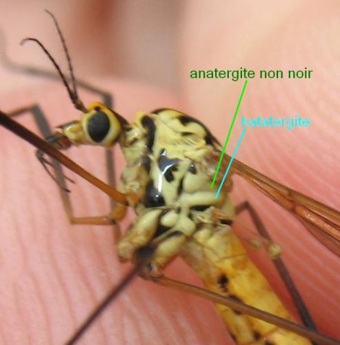 Nephrotoma flavescens