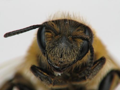 Andrena dorsata