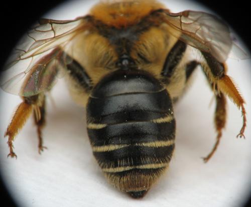 Réf. 67 843 : Andrena dorsata