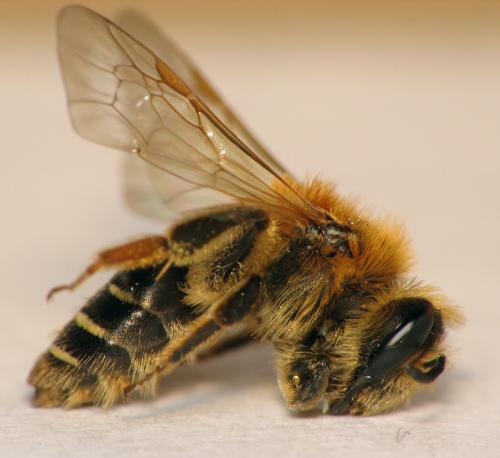Andrena dorsata