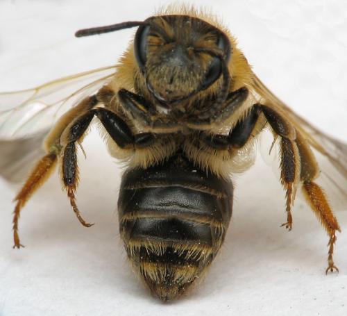 Réf. 67 845 : Andrena dorsata
