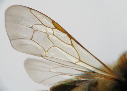 Andrena dorsata
