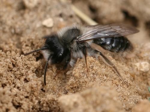 Andrena vaga