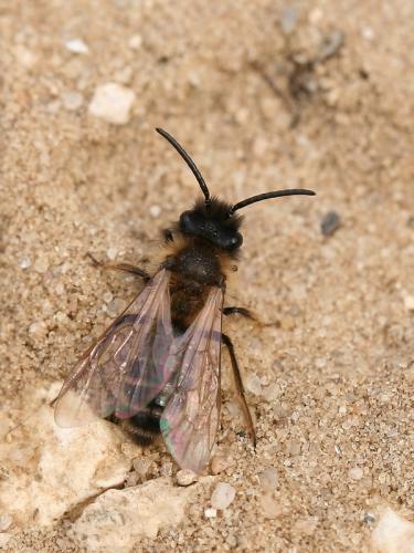 Andrena flavipes