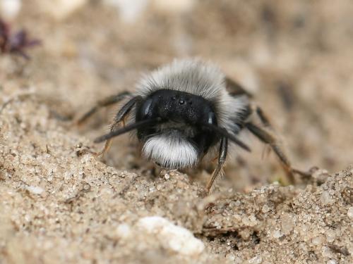 Réf. 67 503 : Andrena vaga