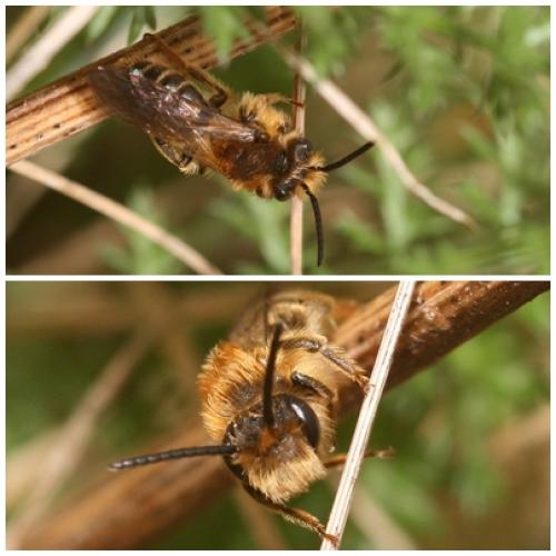 Andrena dorsata