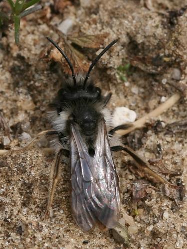 Réf. 67 504 : Andrena vaga