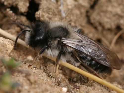 Réf. 67 505 : Andrena vaga